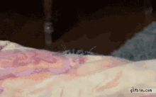 image.gif