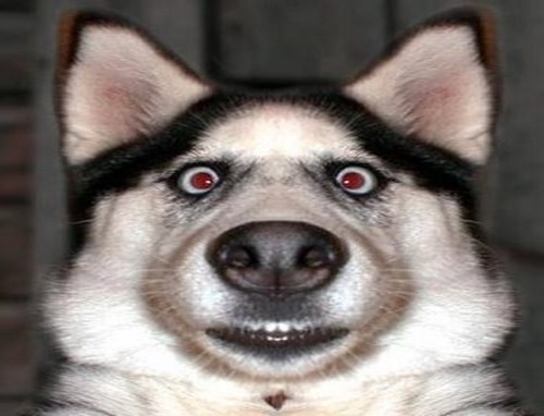 image.jpeg