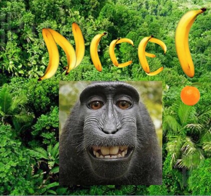 image.jpg