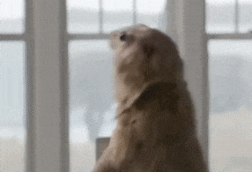 IMG_0509.GIF