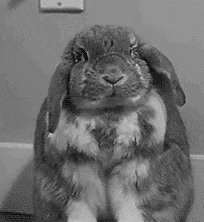 IMG_4256.GIF