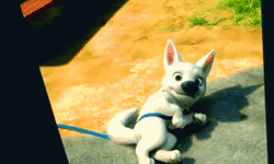 IMG_4511.GIF
