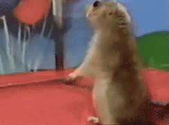 IMG_8904.GIF