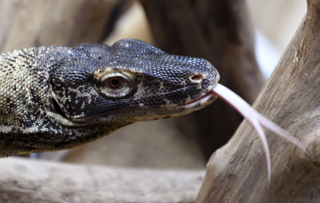 komodo-dragon-philip-desmazes-afp-getty.jpg