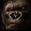 KONG AWARD.jpg