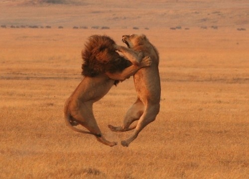 Lions-wild-animals.jpg