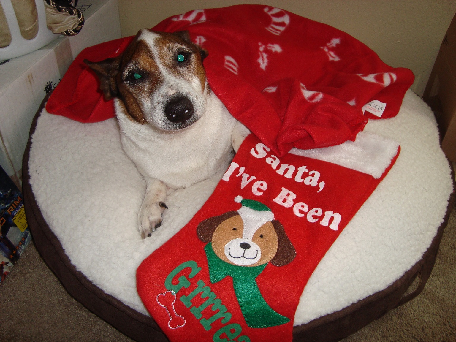 Merry DogMas!.JPG