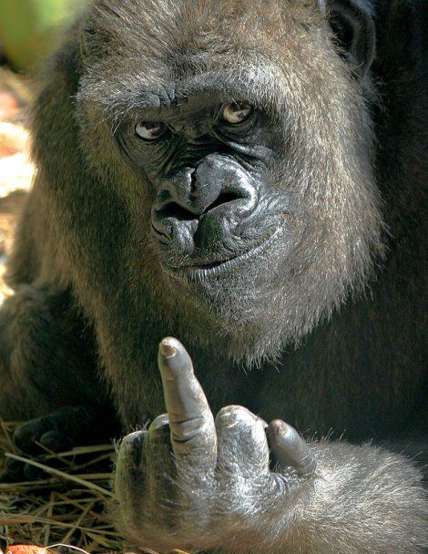monkey fun.jpg