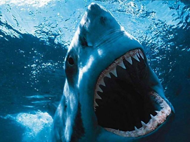 movies_jaws-10792.jpg