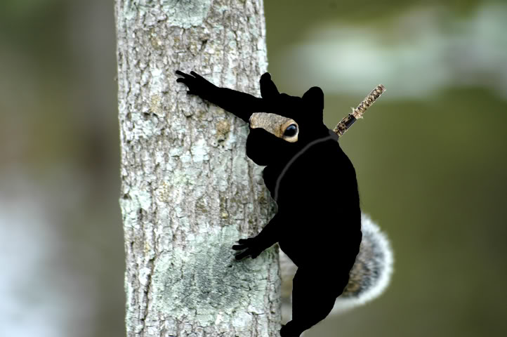 NinjaSquirrel1.JPG