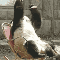 Oh No Panda Facepalm.gif