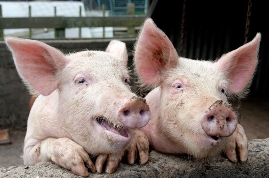 pigs-in-pig-sty-537x356.jpg