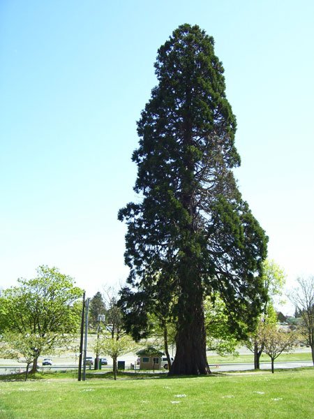 Point_Defiance_Park_giant_sequoia.jpg