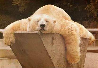 polar bear.jpg