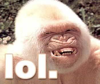 polls_988lol_gorilla_0106_617767_poll_xlarge.jpeg