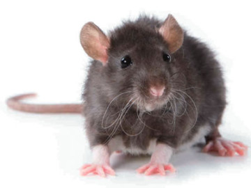 rats-360x270.jpg