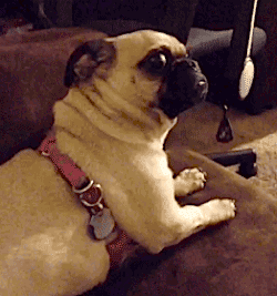 simplywow-2.gif