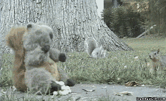 squirrel.gif