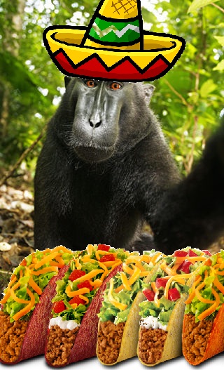 Taco Tuesday - BOBO.jpg