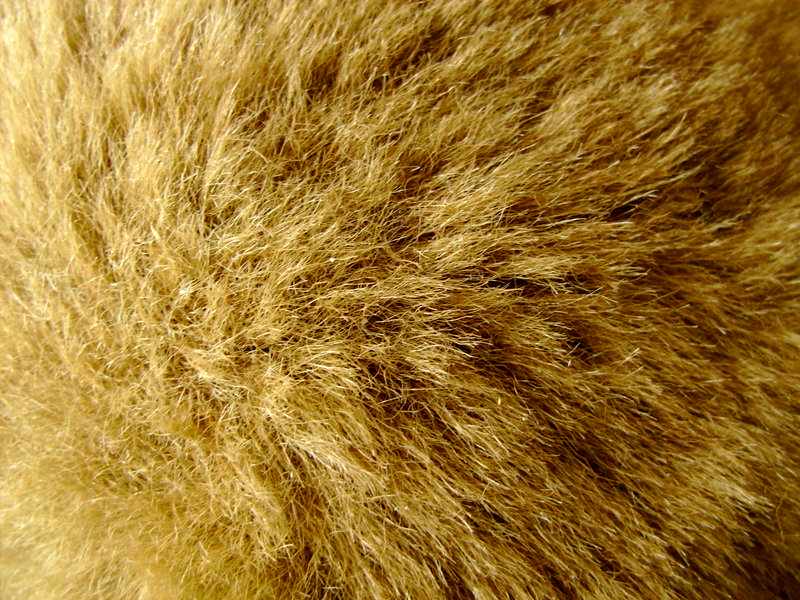 teddy_bear_fur_by_stock7000.jpg