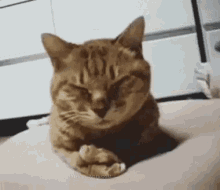 tenor cat.gif