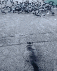 tenor.gif