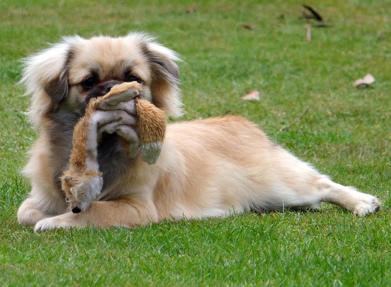torts and dogs 014 007_crop.jpg