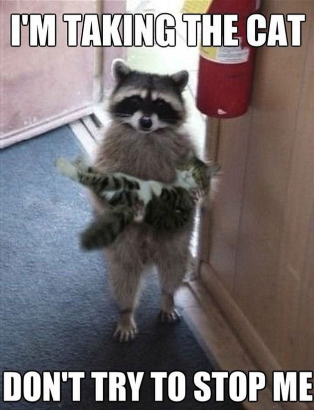VH-Funny-Animals-067.jpg