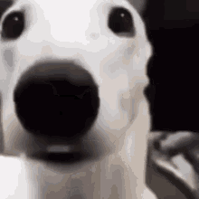 white-dog-shaking.gif