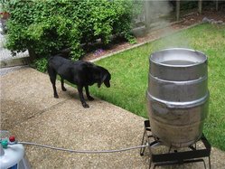 brewdog.jpg