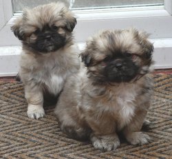 pups.jpg
