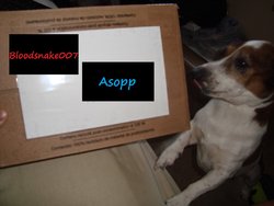 Kalles Order.jpg Kalles Order.jpg