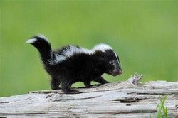 06-Baby-Skunks.jpg