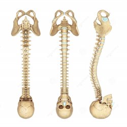 anatomy-illustration-human-skeleton-spine-23013595.jpg