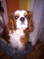 MyDog.jpg MyDog.jpg