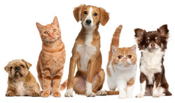 PetProtection.jpg
