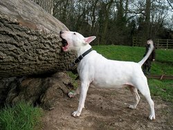 white-bull-terrier-tree-play.jpg