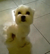 5EB1C4D7-0989-4EBC-8836-8D42D78B00CC.gif