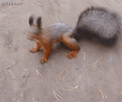 giphy (1).gif giphy (1).gif