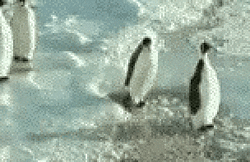 00039559-BE76-4E02-9A23-DD43C3412372.gif