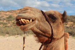 each-camel-with-their.jpg
