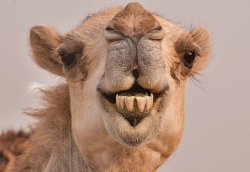 Camel Teeth.jpg