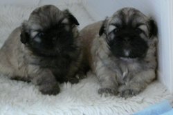 pups 25 days 009.jpg