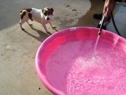 Cowboys Pink Pool! 2.JPG