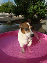 Cowboys Pink Pool! 3.JPG
