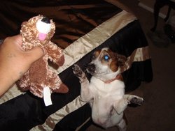 Cowboys_New_Toy_1.JPG