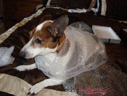 Bubble wrap!.JPG