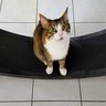 CrazyCatGuy