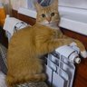 dima_mos