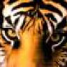 tigerqc